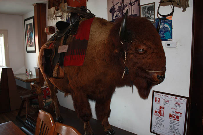 buffalo